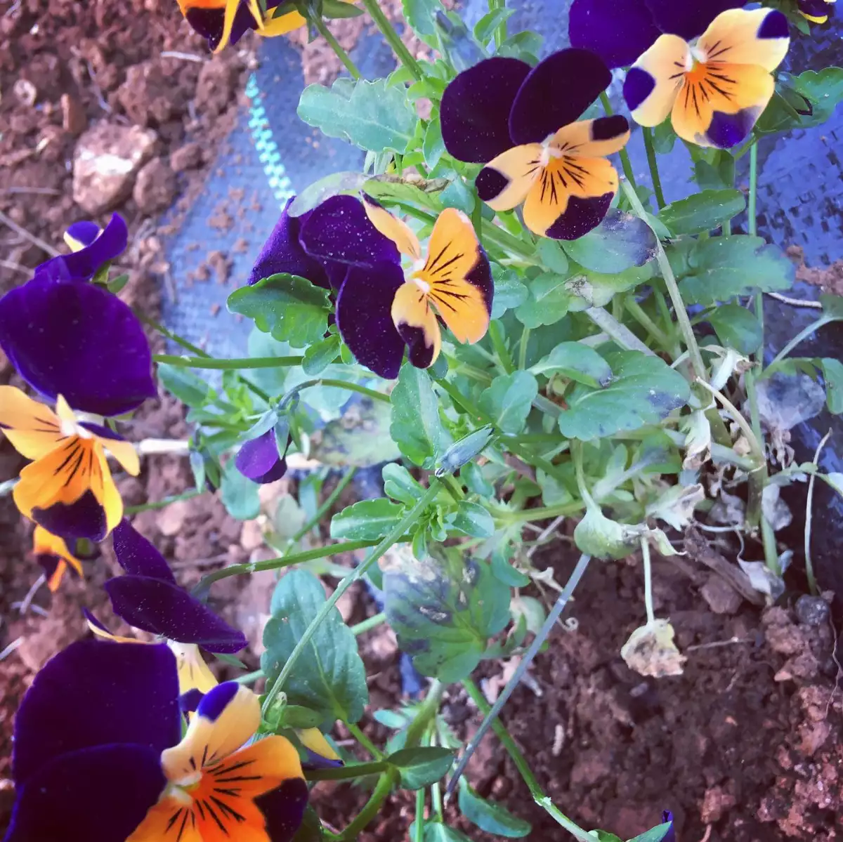 Fleur de pensée